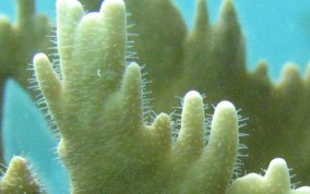 Branching Fire Coral - Millepora alcicornis