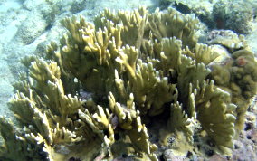 Branching Fire Coral - Millepora alcicornis