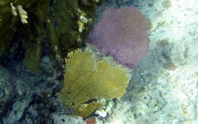 Branching Fire Coral - Millepora alcicornis