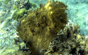 Branching Fire Coral - Millepora alcicornis