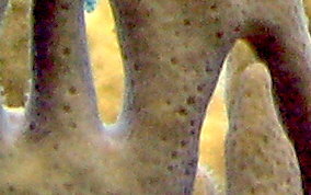 Branching Fire Coral - Millepora alcicornis