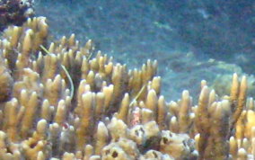 Branching Fire Coral - Millepora alcicornis