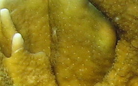 Branching Fire Coral - Millepora alcicornis