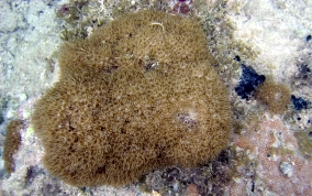 Encrusting Corky Sea Finger - Briareum asbestium