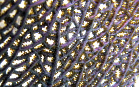 Common Sea Fan - Gorgonia ventalina