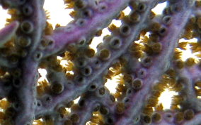 Common Sea Fan - Gorgonia ventalina