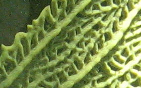 Common Sea Fan - Gorgonia ventalina