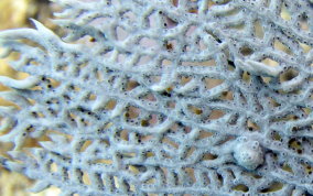 Common Sea Fan - Gorgonia ventalina