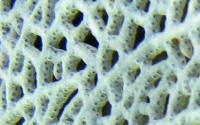 Common Sea Fan - Gorgonia ventalina