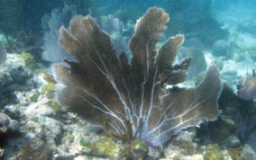 Common Sea Fan - Gorgonia ventalina