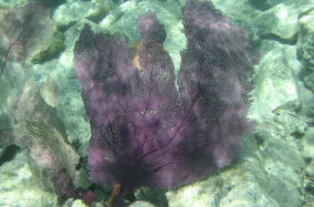 Common Sea Fan - Gorgonia ventalina