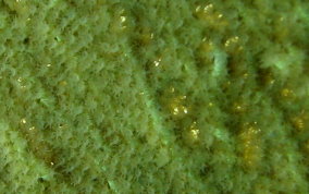 Common Sea Fan - Gorgonia ventalina