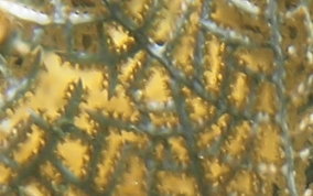 Wide Mesh Sea Fan - Gorgonia mariae