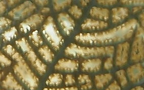 Wide Mesh Sea Fan - Gorgonia mariae