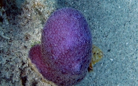 Blue Crust Coral - Porites branneri