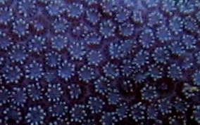 Blue Crust Coral - Porites branneri