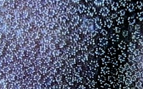 Blue Crust Coral - Porites branneri