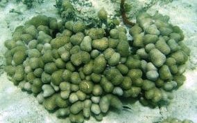 Finger Coral - Porites porites