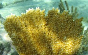 Elkhorn Coral - Acropora palmata