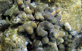 Finger Coral - Porites porites