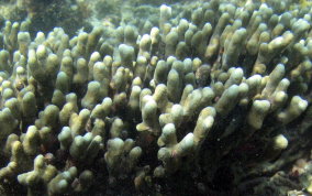 Finger Coral - Porites porites