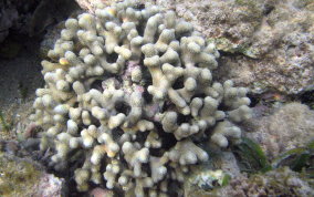 Finger Coral - Porites porites