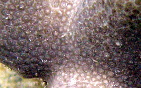 Finger Coral - Porites porites
