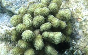 Finger Coral - Porites porites