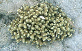 Finger Coral - Porites porites
