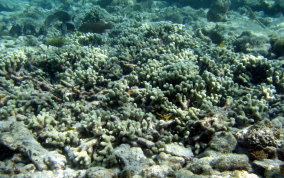 Finger Coral - Porites porites