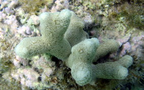 Finger Coral - Porites furcata
