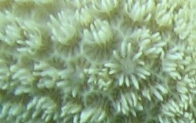 Finger Coral - Porites porites