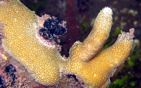 Thin Finger Coral - Porites divaricata