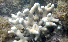 Thin Finger Coral - Porites divaricata