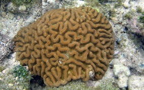 Giant Brain Coral - Colpophyllia natans