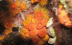 Orange Cup Coral - Tubastraea coccinea
