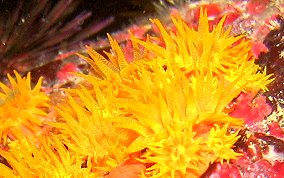 Orange Cup Coral - Tubastraea coccinea