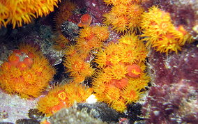 Orange Cup Coral - Tubastraea coccinea