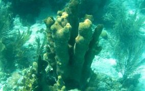 Pillar Coral - Dendrogyra cylindrus