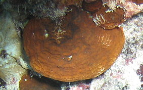Lettuce Coral - Agaricia spp.