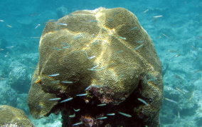 Symmetrical Brain Coral - Diplora strigosa
