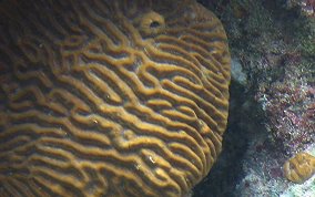 Symmetrical Brain Coral - Diplora strigosa