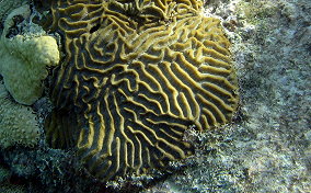 Symmetrical Brain Coral - Diplora strigosa