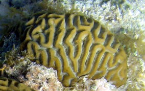 Symmetrical Brain Coral - Diplora strigosa