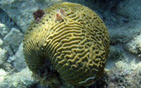 Symmetrical Brain Coral - Diplora strigosa