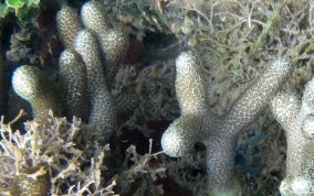 Thin Finger Coral - Porites divaricata