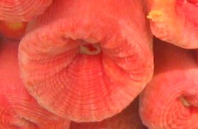 Orange Cup Coral - Tubastraea coccinea