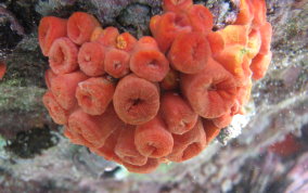 Orange Cup Coral - Tubastraea coccinea