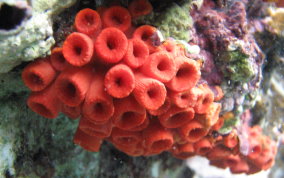 Orange Cup Coral - Tubastraea coccinea