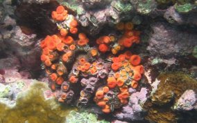 Orange Cup Coral - Tubastraea coccinea